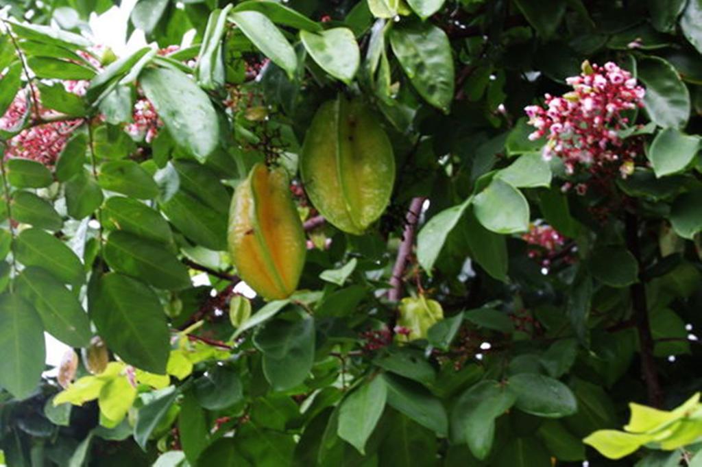 Pousada Sitio Paraiso Itacaré Buitenkant foto