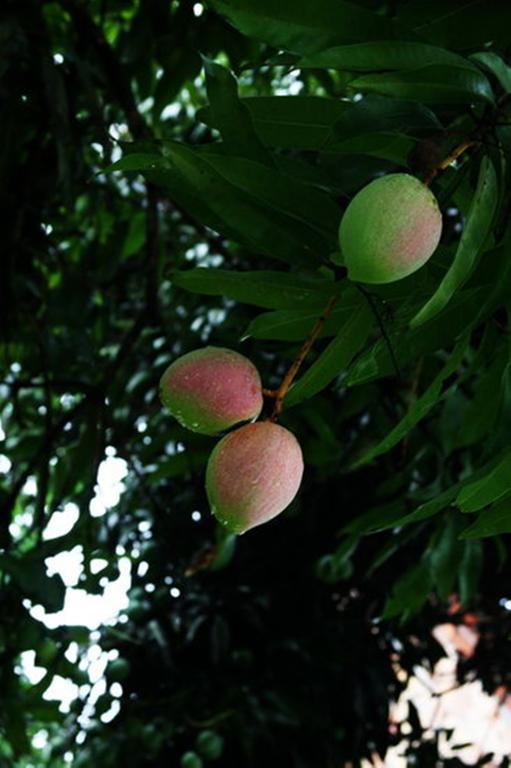 Pousada Sitio Paraiso Itacaré Buitenkant foto