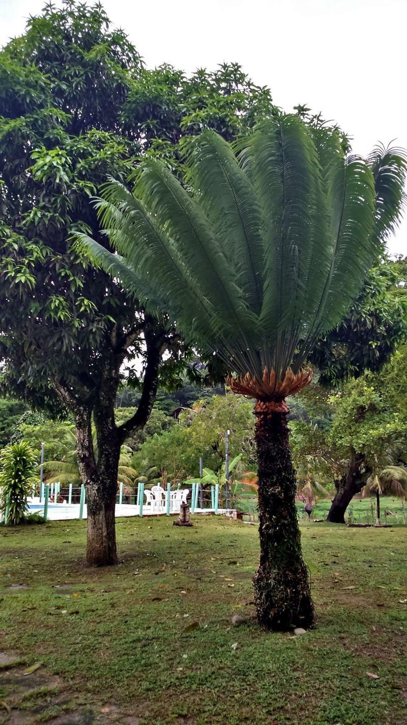 Pousada Sitio Paraiso Itacaré Buitenkant foto